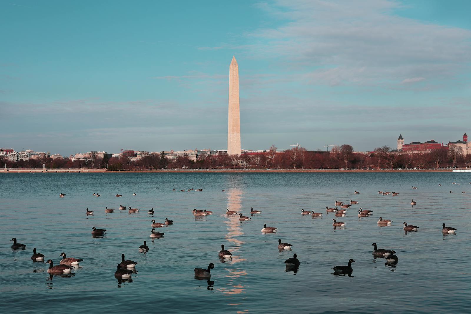 Peaceful scene of ducks swimming in front of the Washington Monument on a clear day.
